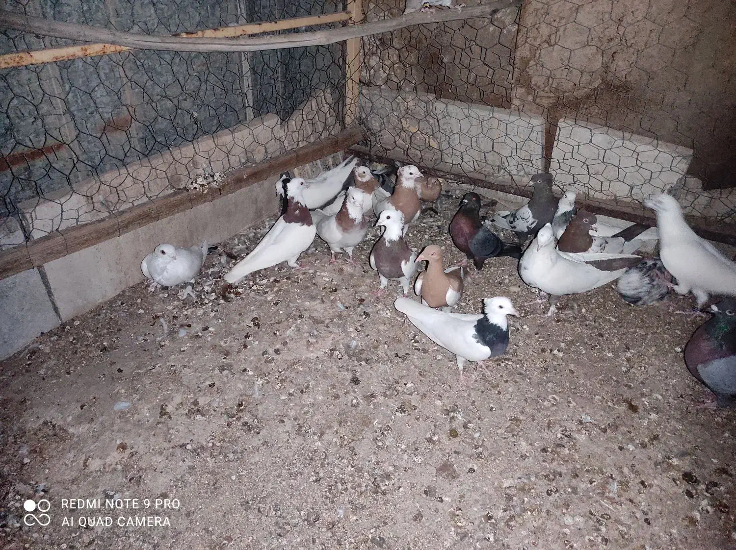 کبوتر سینه و یهودی و طوقی و  سفید دو سیاه و کوهی|پرنده|خنج, |دیوار