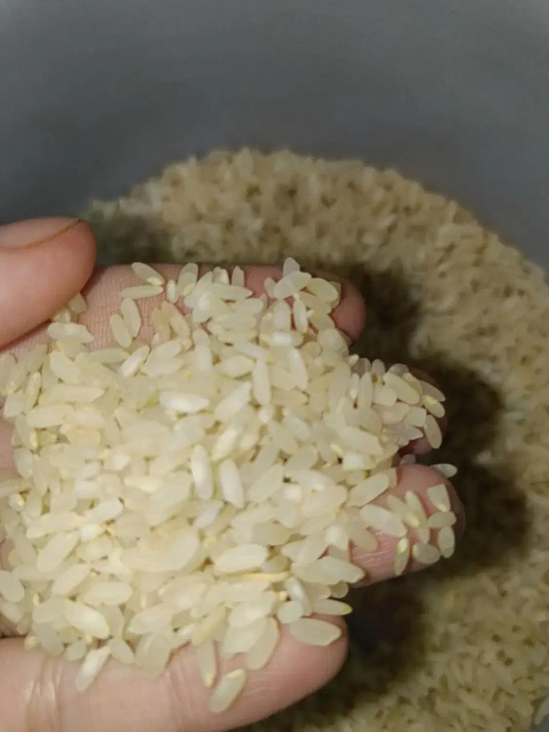 برنج درجه یک کامفیروزی|خوردنی و آشامیدنی|شیراز, محراب|دیوار