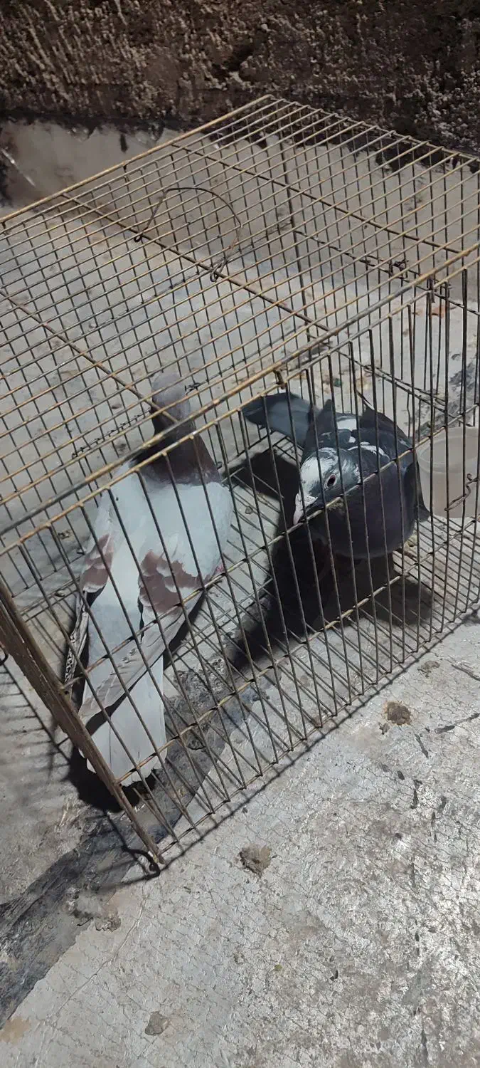 کفتر غریب گیر|پرنده|محمدشهر, محمدشهر|دیوار