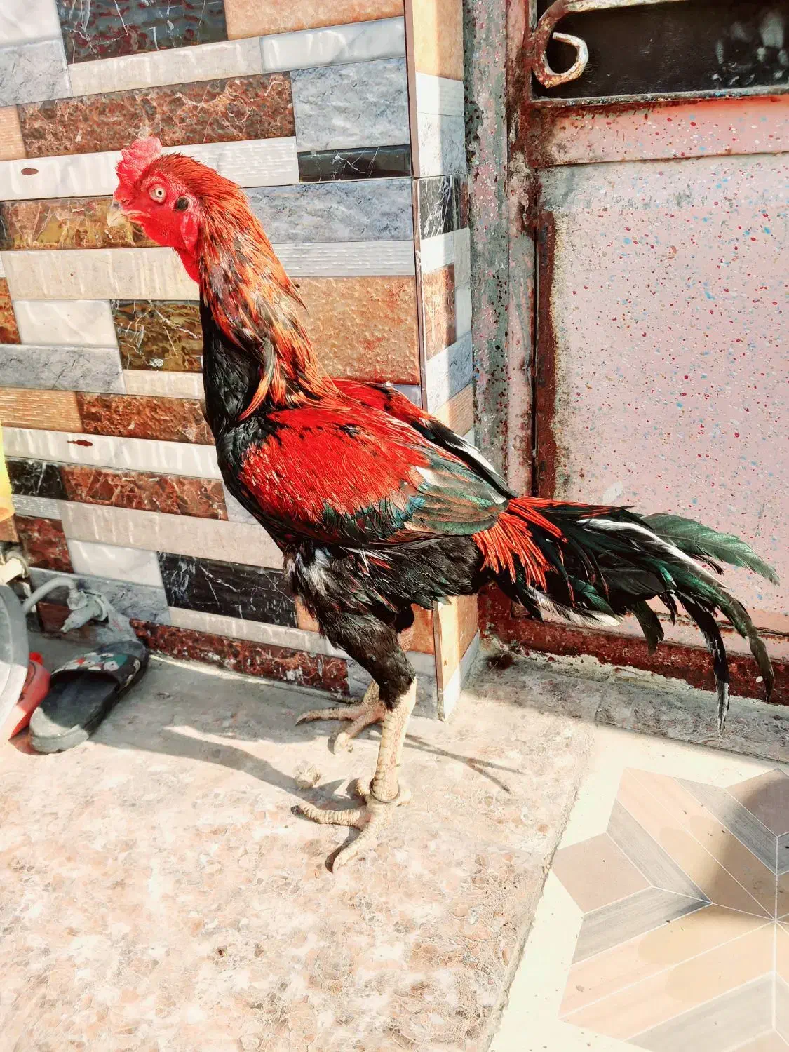 خروس|حیوانات مزرعه|میناب, |دیوار