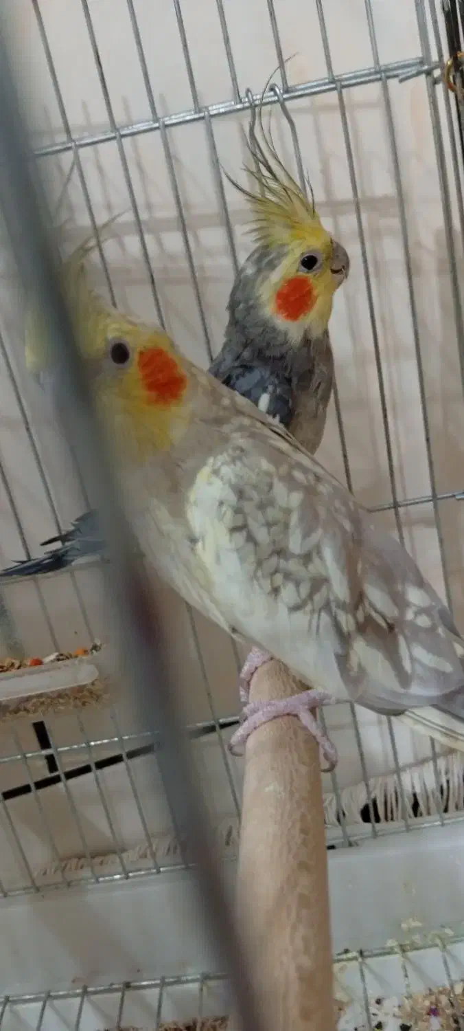 عروس هلندی|پرنده|آبدانان, |دیوار