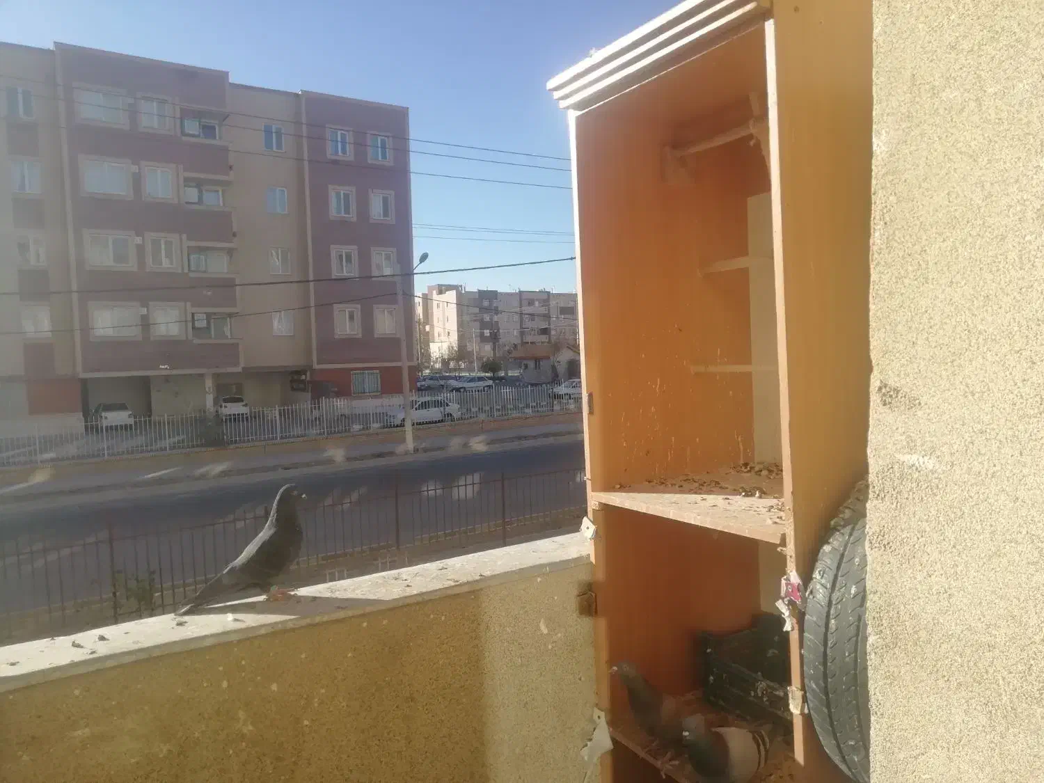 تعدادی پرنده مرغ عشق و...|پرنده|گلبهار, شهر جدید گلبهار|دیوار