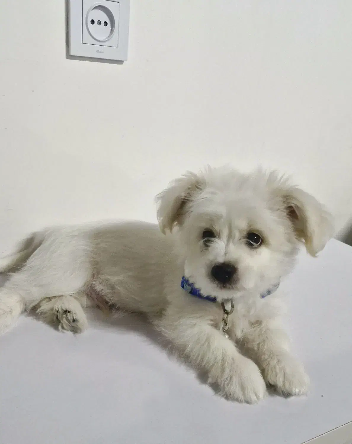 سگ شیتزو مالتیز|سگ|بجنورد, |دیوار