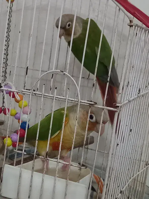 طوطی گیرینجیک|پرنده|پارسآباد, |دیوار