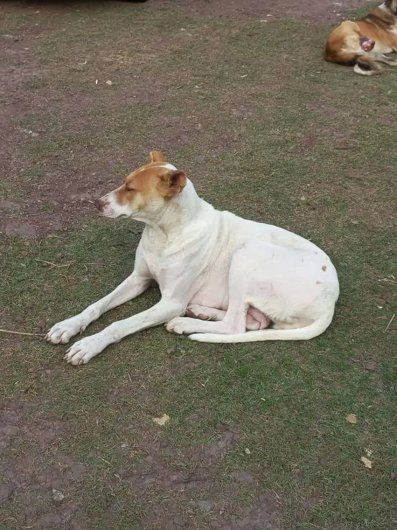 فروش یک قلاده سگ ماده به همراه توله نر|سگ|رستم‌آباد, |دیوار