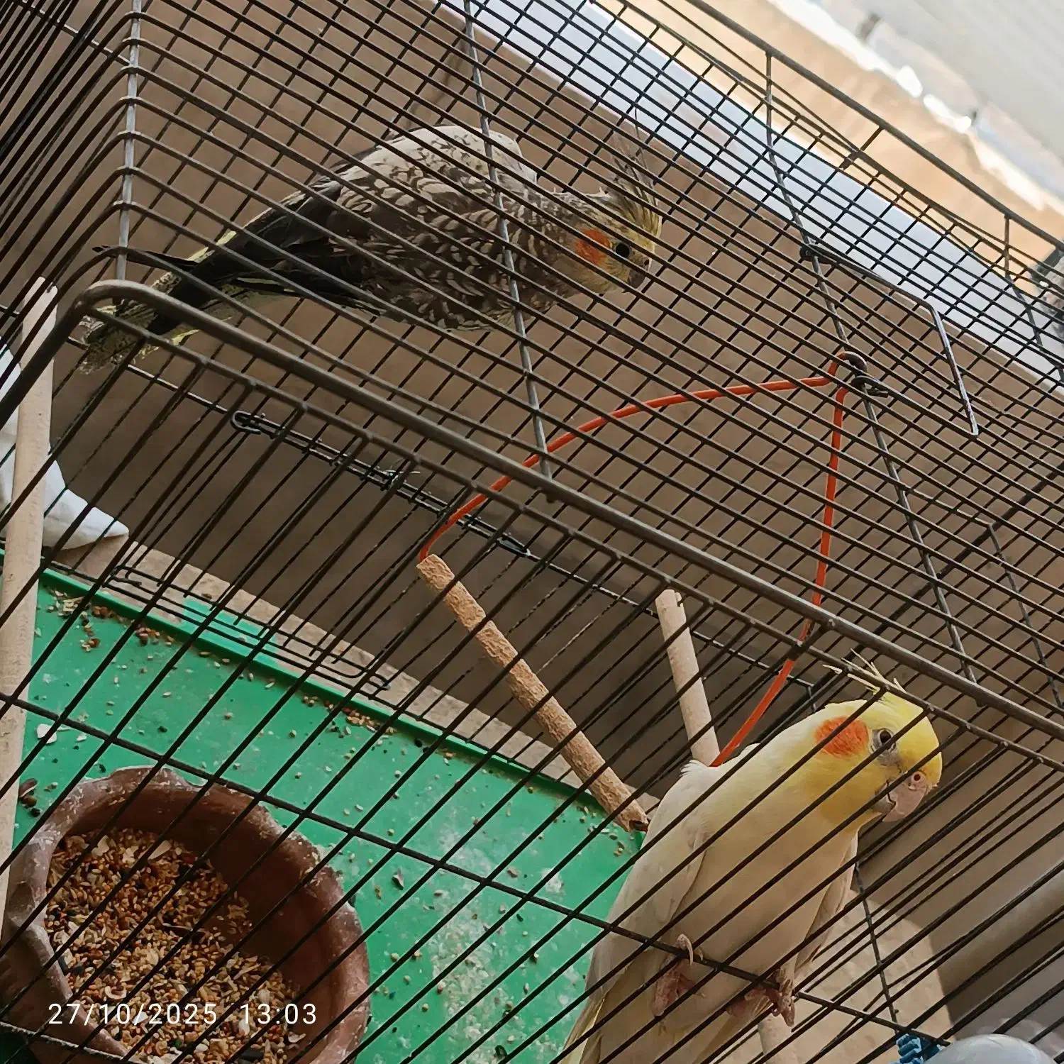 عروس هلندی|پرنده|دوگنبدان, |دیوار