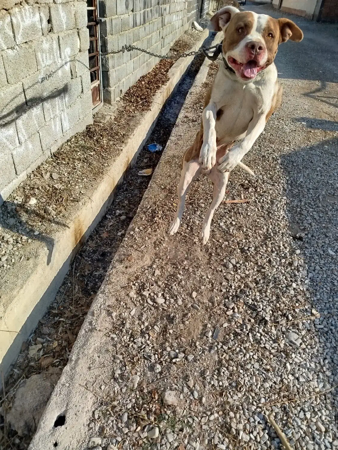 واگذاری سگ پیتبول فی ۱۰|سگ|کرج, کمالشهر|دیوار