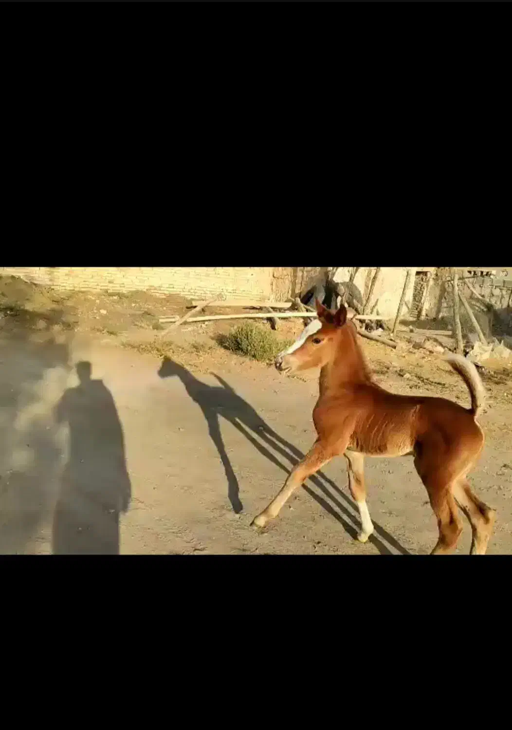 اسب و تجهیزات اسب|اسب و تجهیزات اسبسواری|سیرجان, |دیوار