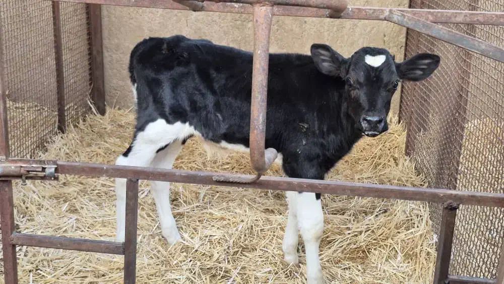 گاو گوساله نر|حیوانات مزرعه|مرودشت, کناره|دیوار