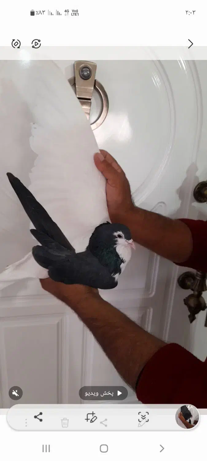 راست سیله خوشکل بدون ایراد|پرنده|اسفراین, |دیوار