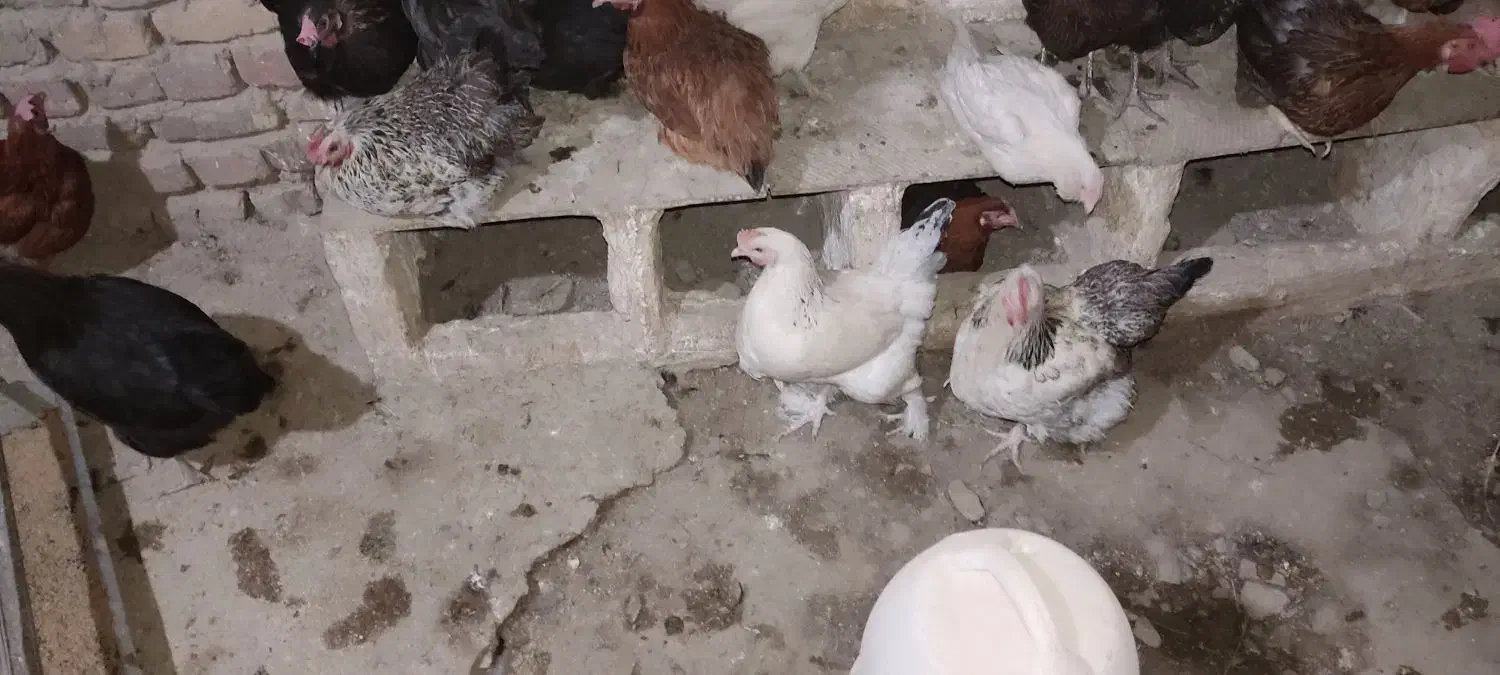 ۷۰تامرغ تخم گذار همه تازه به تخم اومدن|حیوانات مزرعه|قم, انسجام|دیوار