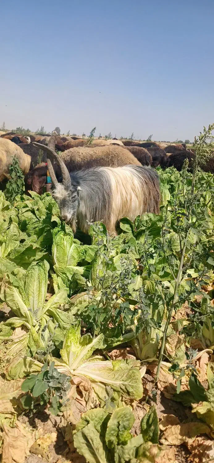 بزغاله نربزی|حیوانات مزرعه|تنکمان, |دیوار