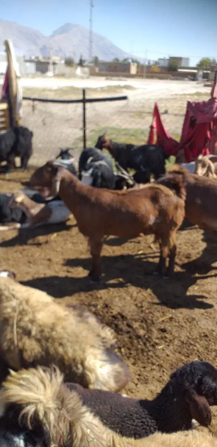 بز دورگ|حیوانات مزرعه|درودزن, |دیوار