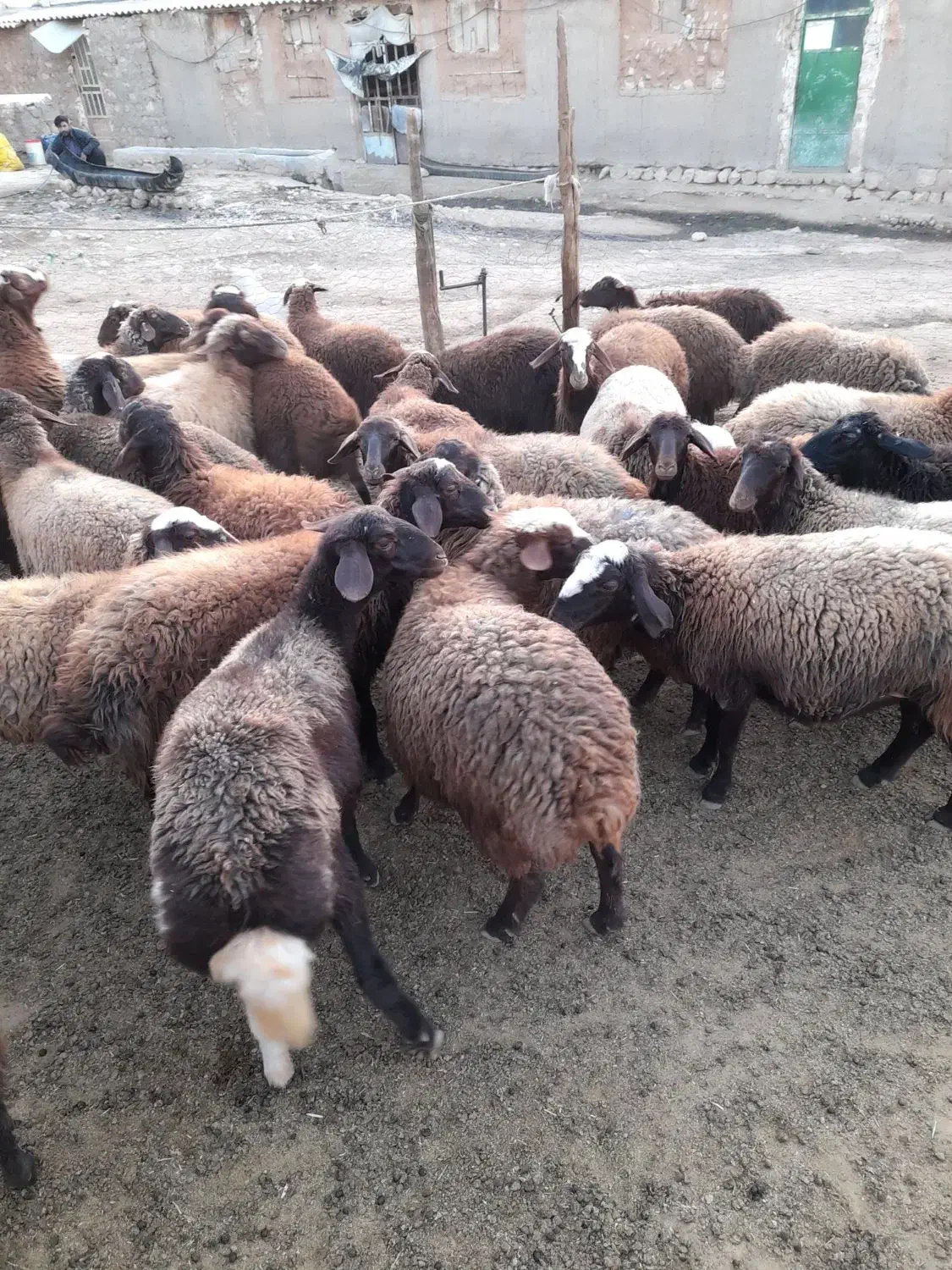 ۳۸تابره ماده در حد شیشک|حیوانات مزرعه|کوهدشت, |دیوار