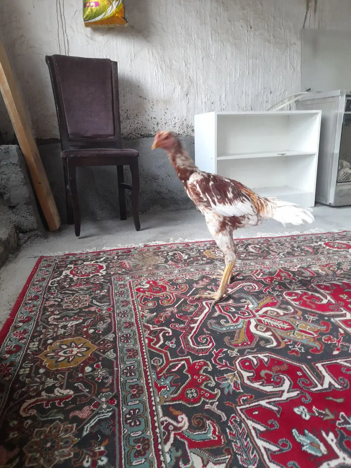 جوجه لاری ۵ماهه|حیوانات مزرعه|نوشین شهر, |دیوار