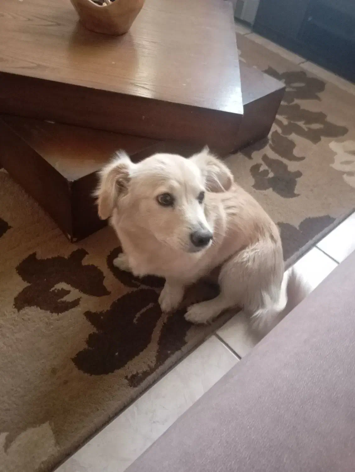 سگ گلدن پاکوتا|سگ|تهران, ائمه اطهار|دیوار