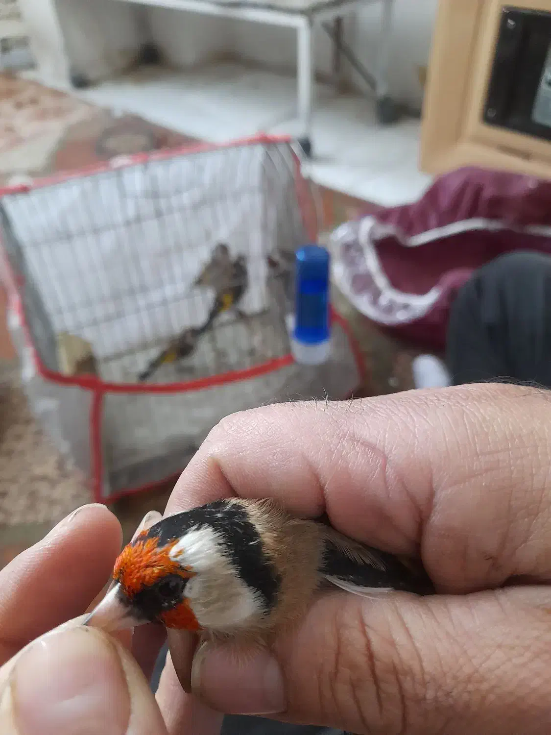 سهره های چارگل منطقه کردستان|پرنده|مشهد, رده|دیوار