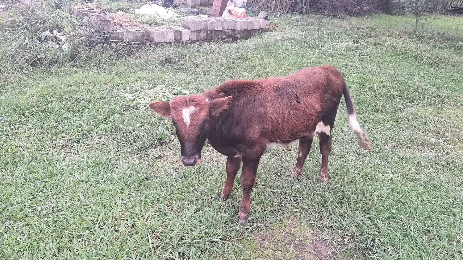 گاو بچه برای فروش|حیوانات مزرعه|ماکلوان, |دیوار