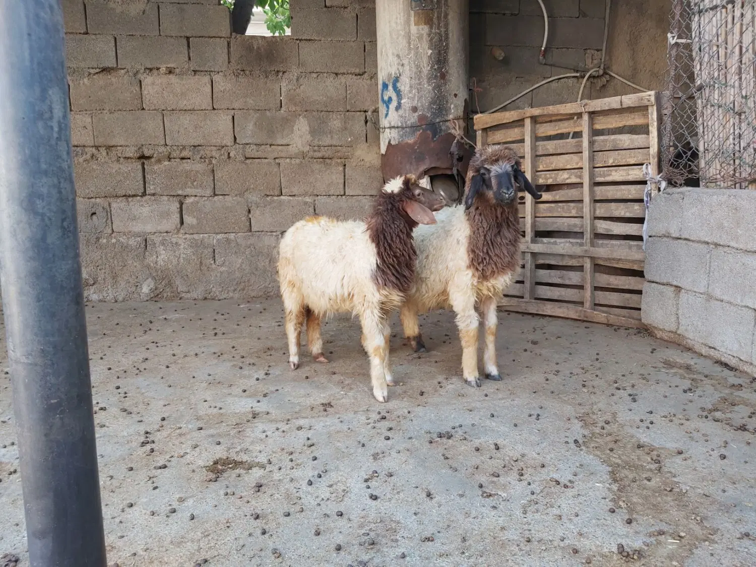 بره|حیوانات مزرعه|بدره, |دیوار