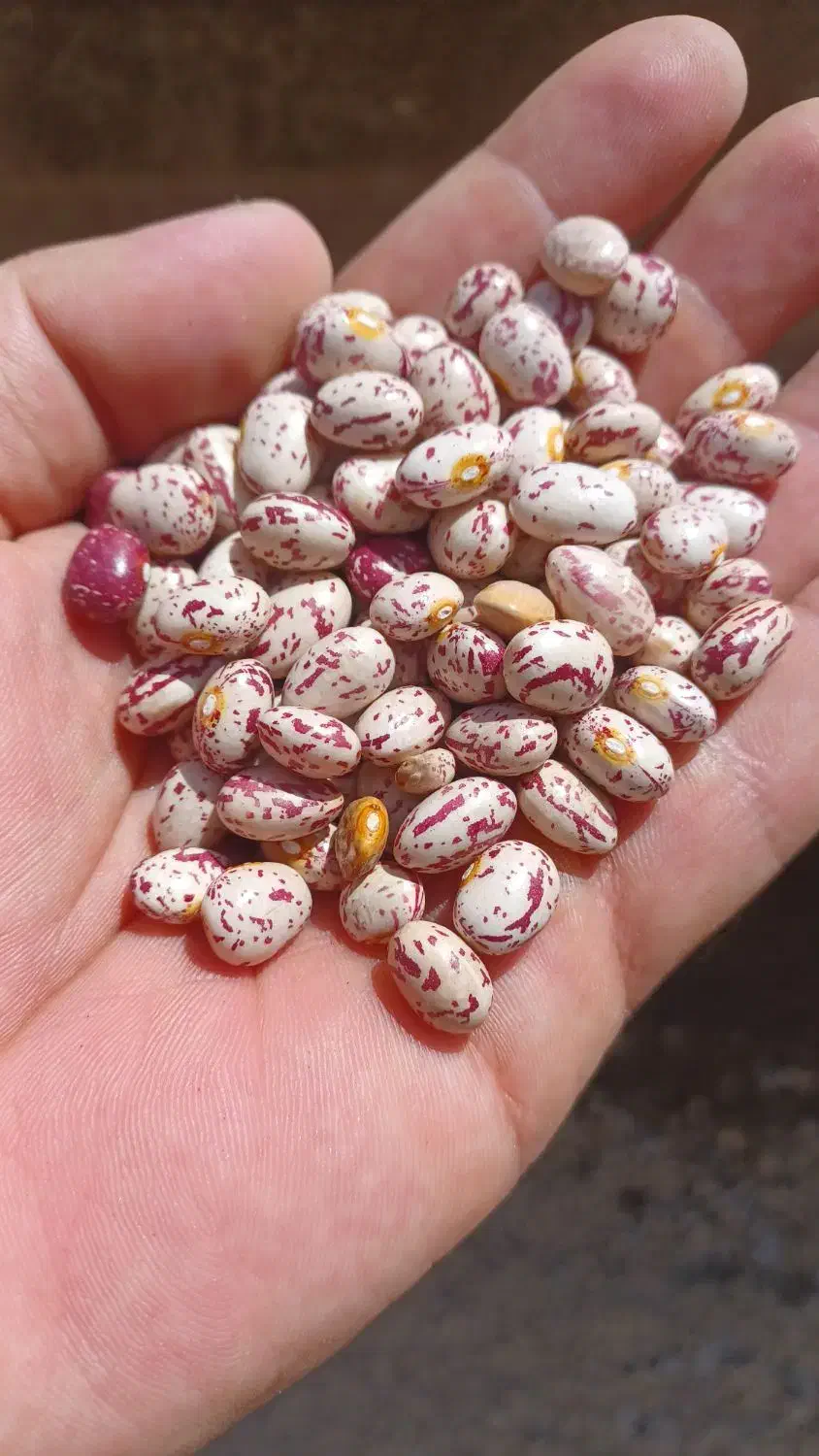 لوبیا چیتی|خوردنی و آشامیدنی|ویلکیج, |دیوار