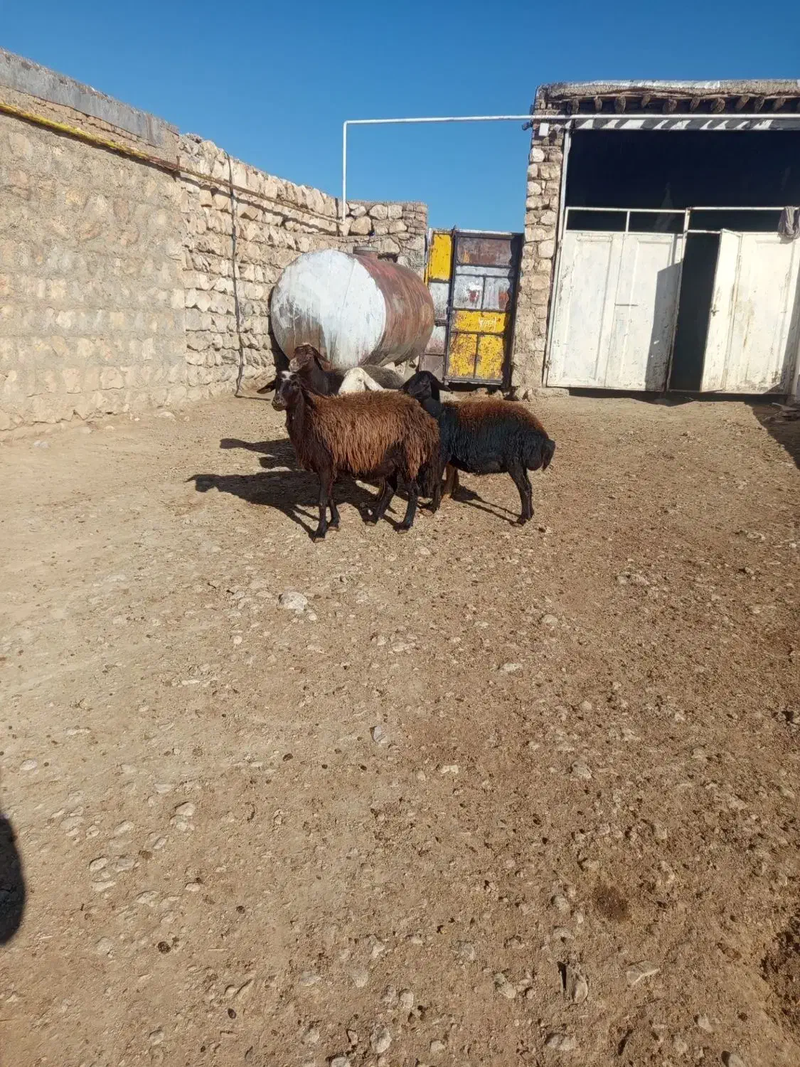 سلام دوعدمیش ابستن|حیوانات مزرعه|کوهدشت, |دیوار