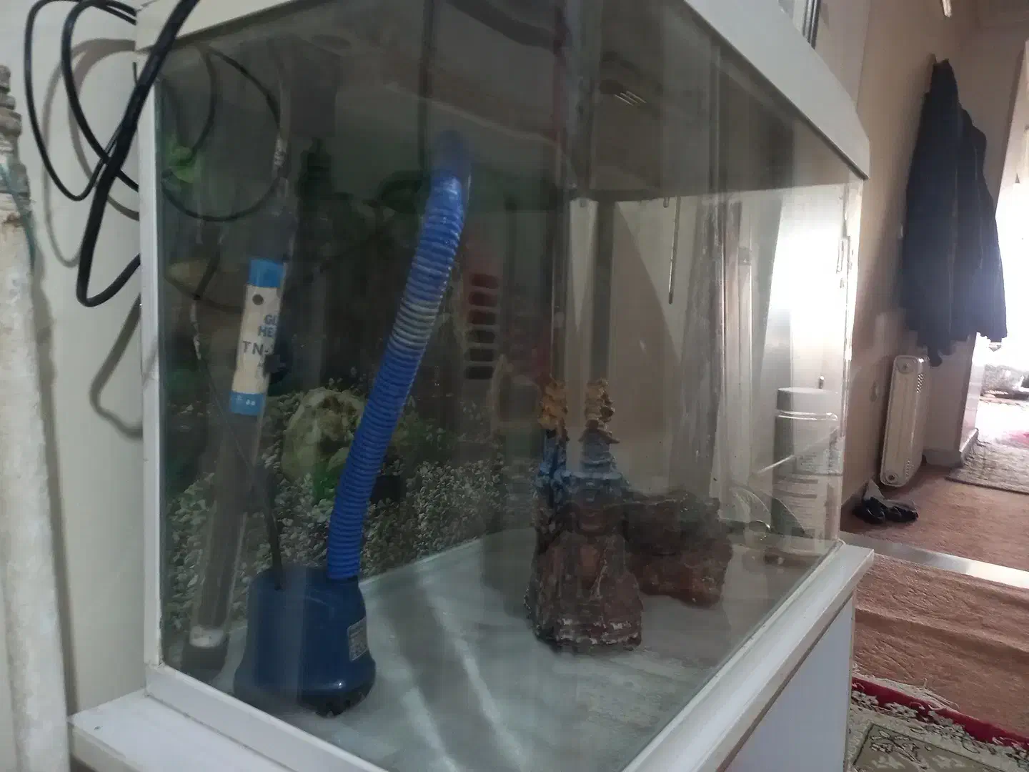 اکواریوم شرکتی|ماهی|دماوند, گیلاوند|دیوار