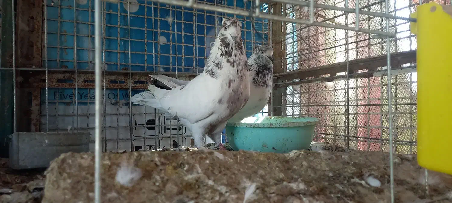 کفتر گرهن|پرنده|قشم, |دیوار