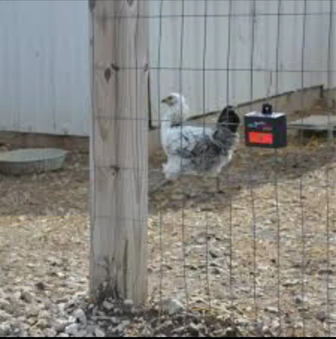 نگهبان مرغداری|استخدام سرایداری و نظافت|آق قلا, |دیوار