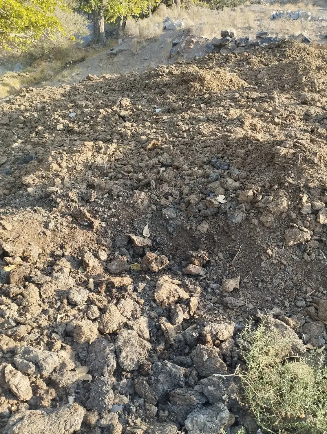 کودگاوی چندساله|خدمات باغبانی و درختکاری|سبزوار, کراب|دیوار