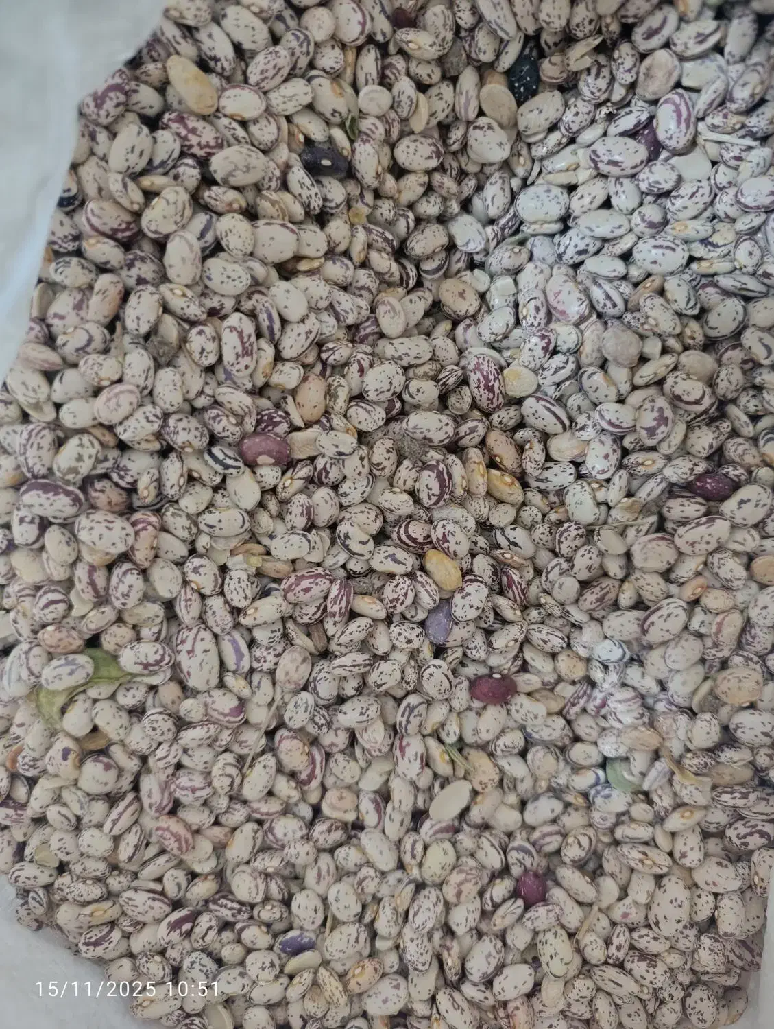 لوبیا|عمده‌فروشی|رشت, کوی امام رضا|دیوار