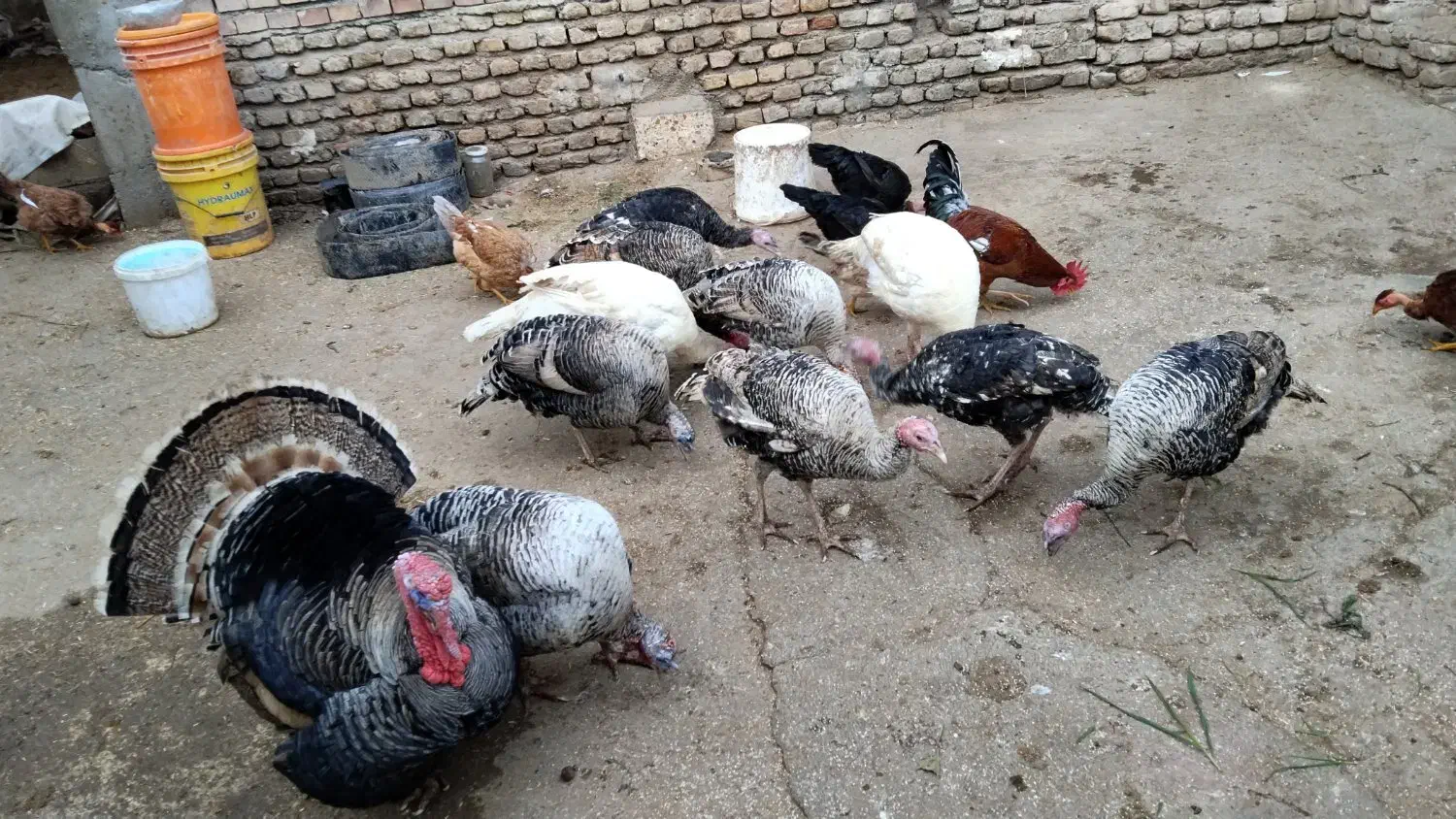 بوقلمون شب یلدا|حیوانات مزرعه|گنبد کاووس, |دیوار