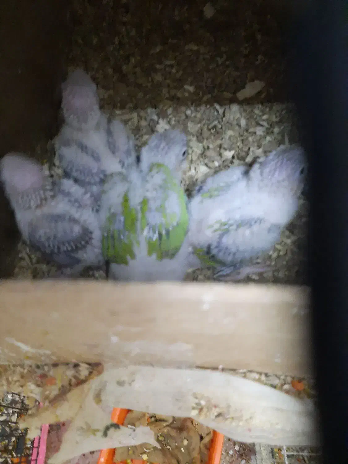 طوطی جوجه گریچیک|پرنده|بیرجند, |دیوار