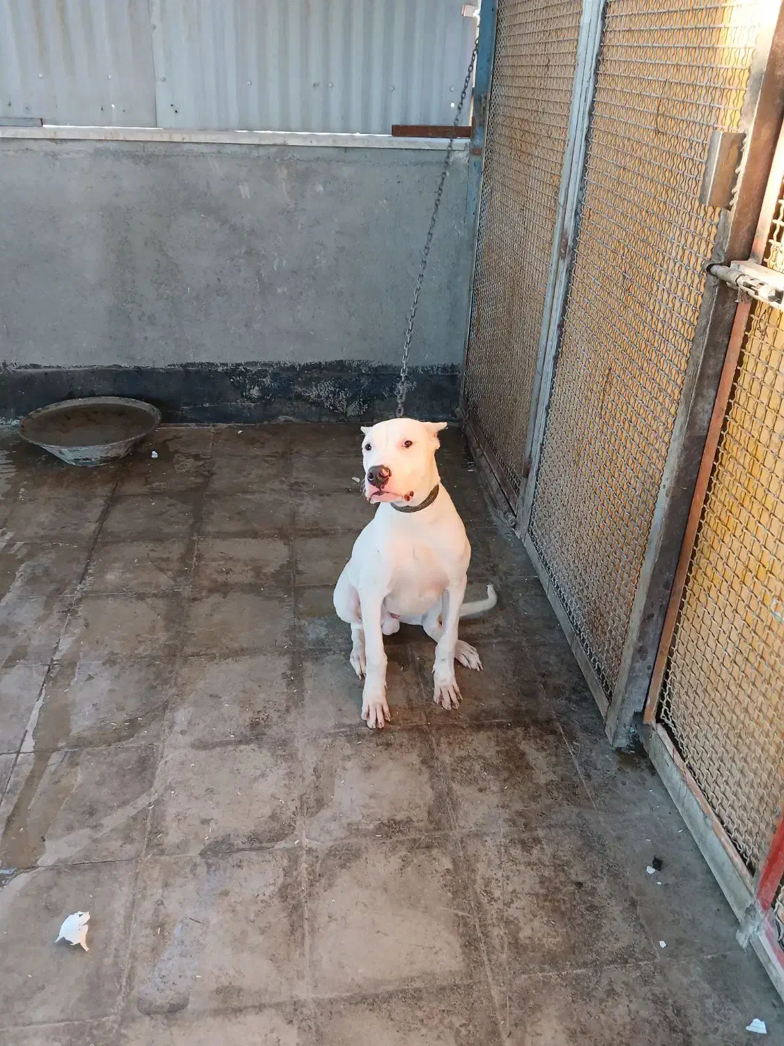 دوگوارژانتینی|سگ|رباط‌کریم, شهرک صنعتی نصیرآباد|دیوار