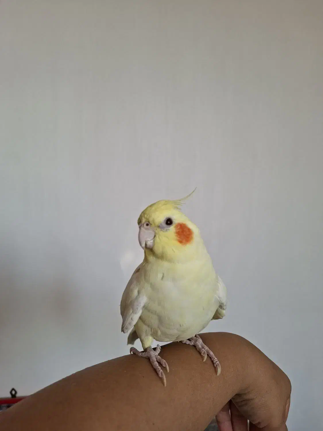 عروس هلندی|پرنده|شیروان (خراسان), |دیوار