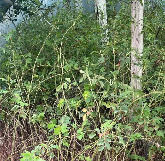 نهال دوساله گل محمدی نژاد کاشان پر بار عطری|گل و گیاه طبیعی|شیراز, شهرک جماران|دیوار