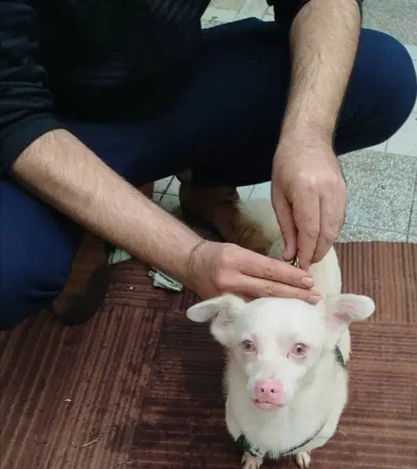 یک سگ اشپیتز سالم گواهی سلامت دارد جهت واگذاری|سگ|لاهیجان, گلستان|دیوار