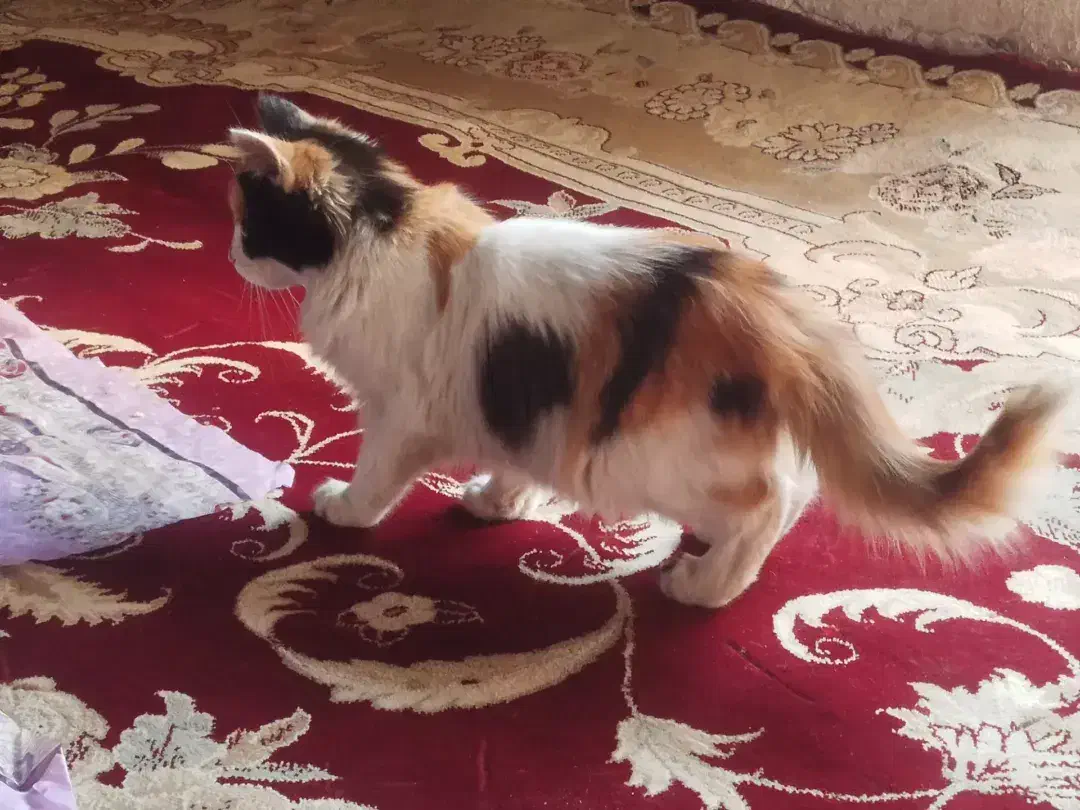 گربه خانگی|گربه|کهریزک, |دیوار