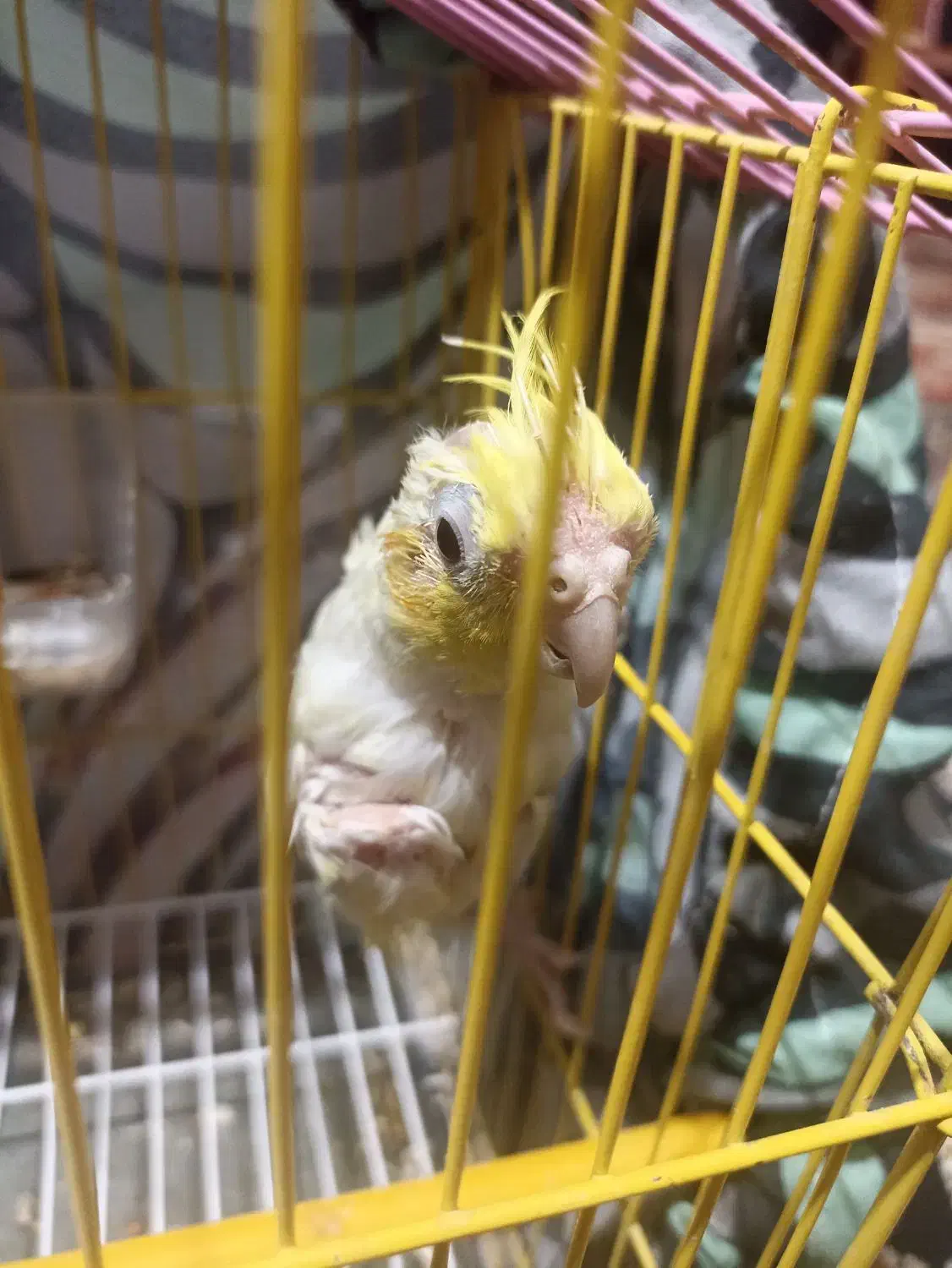 عروس هلندی لوتینو|پرنده|زابل, |دیوار