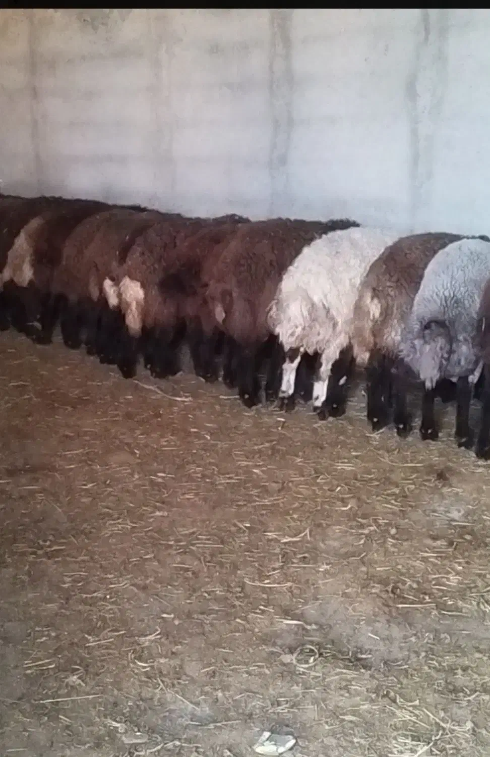 بره‌های سالم و پرواری  قیمت ویژه نر و ماده|حیوانات مزرعه|اردبیل, |دیوار