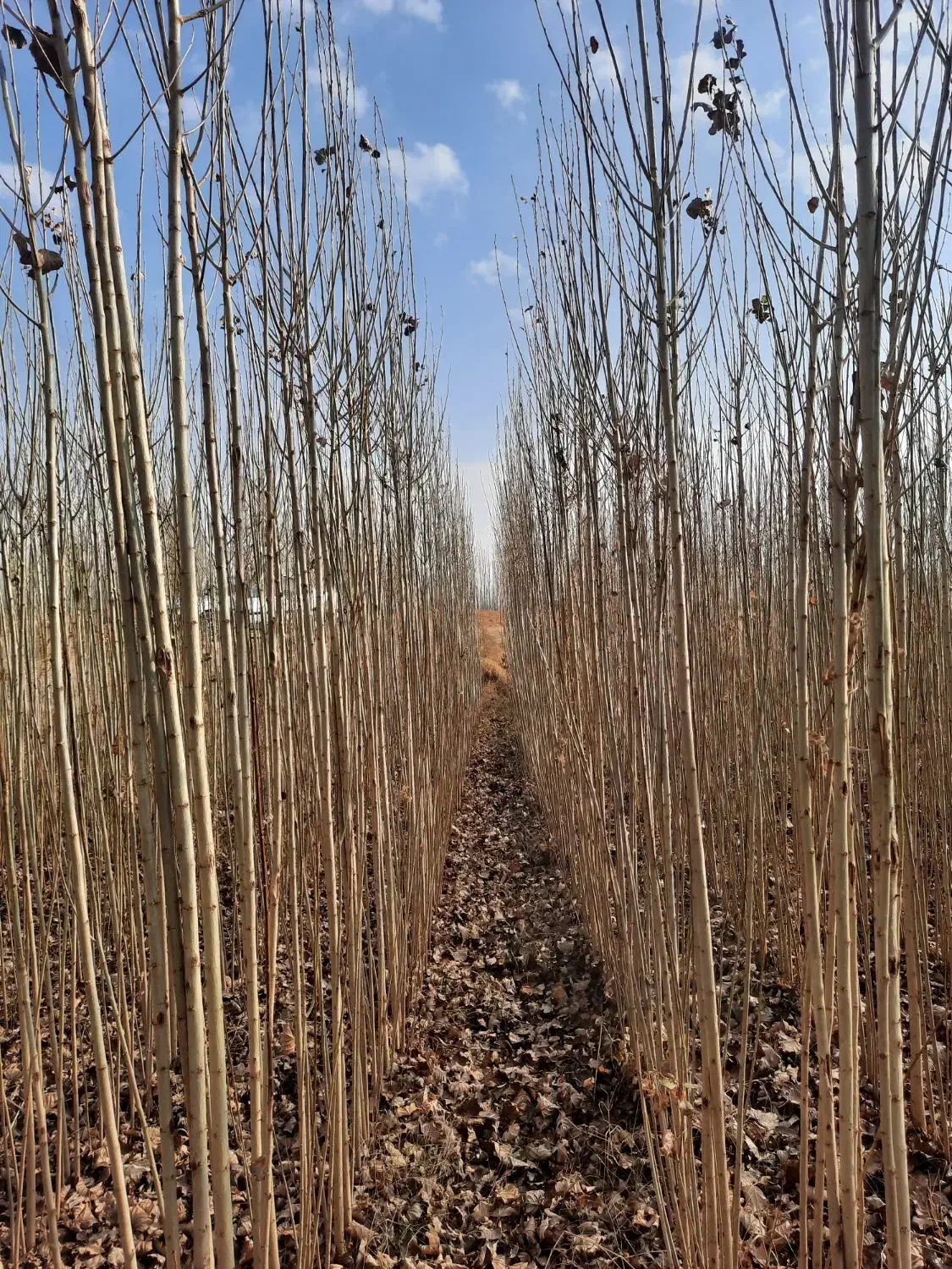 صنوبر دو ساله|گل و گیاه طبیعی|بکتاش, |دیوار