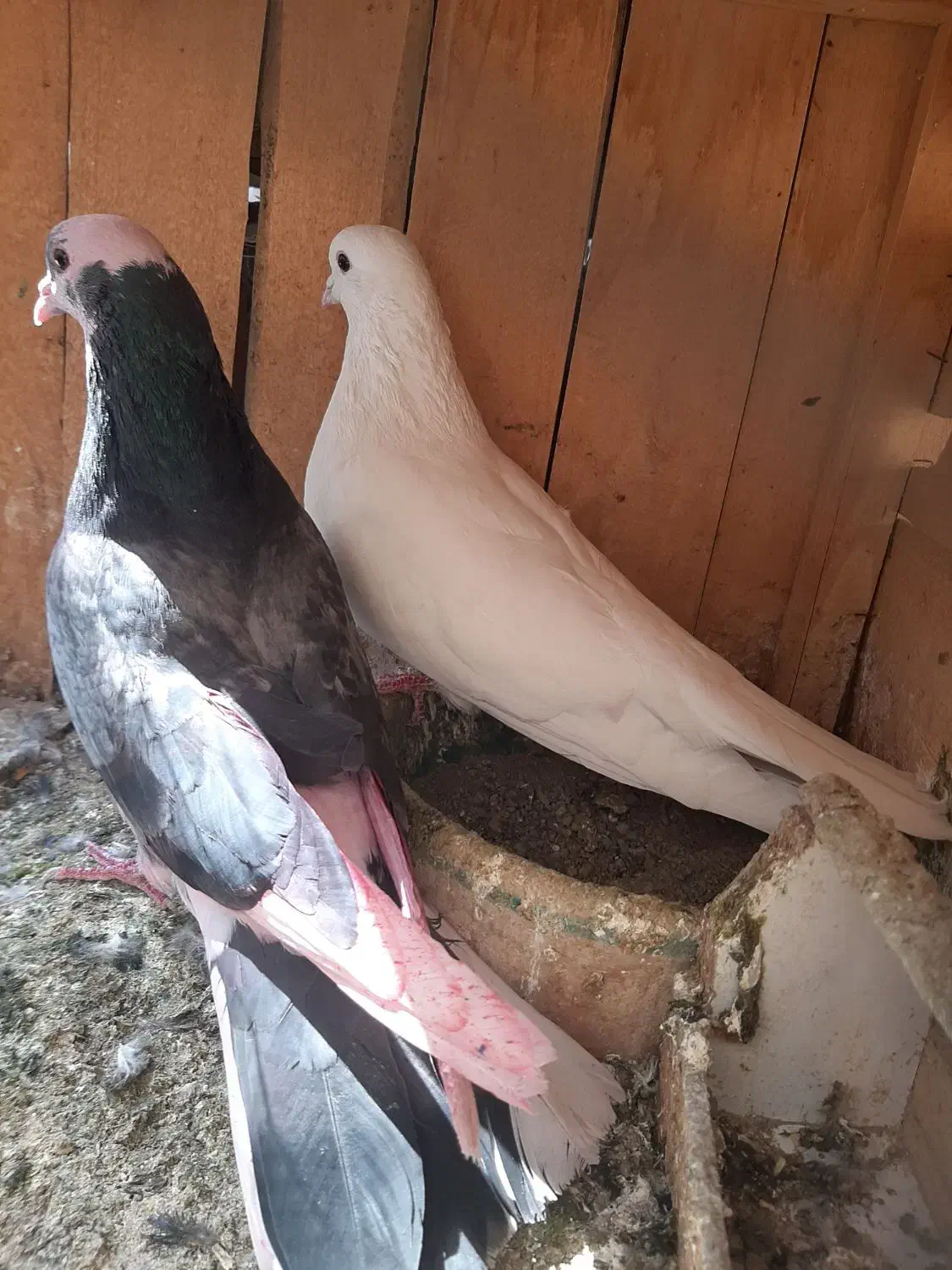 کبوتر پرشی|پرنده|قم, انصار‌الحسین|دیوار