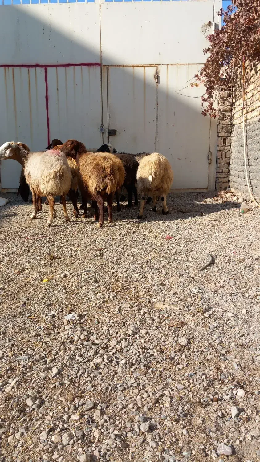 میش آبستن بره ماده|حیوانات مزرعه|مشهد, كنويست|دیوار