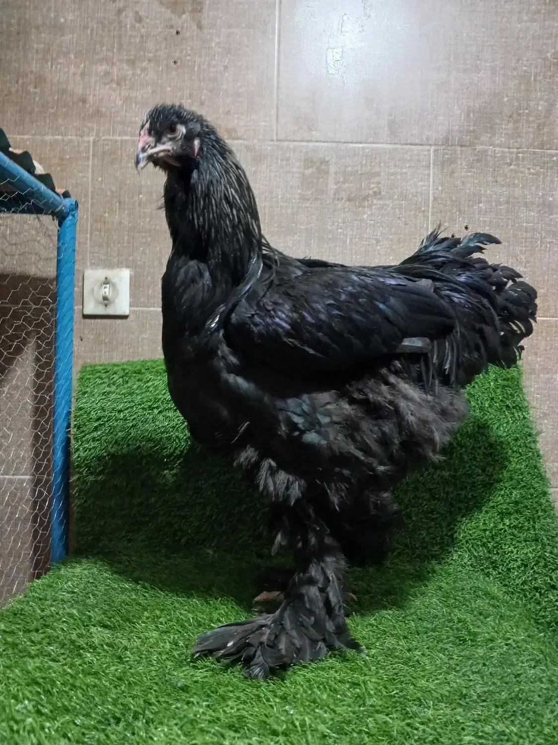 مرغ و خروس برهما تخمگذار اصیل و لاری|حیوانات مزرعه|پیشوا, |دیوار