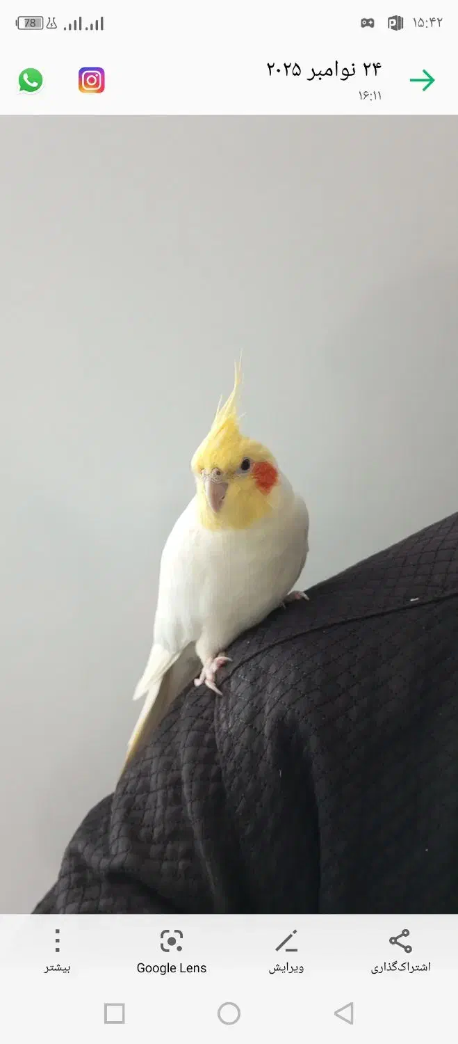 عروس هلندی|پرنده|جوانرود, |دیوار