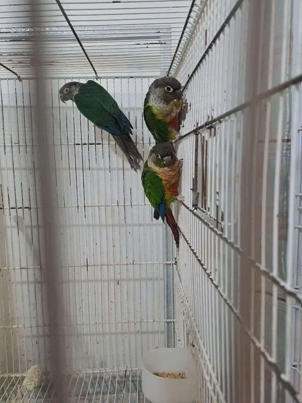 تعدادی گرینچیک نر بالغ|پرنده|قدس, شهرقدس|دیوار