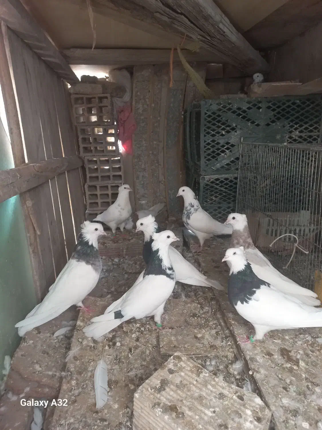 کفتر|پرنده|قم, باجک یک|دیوار