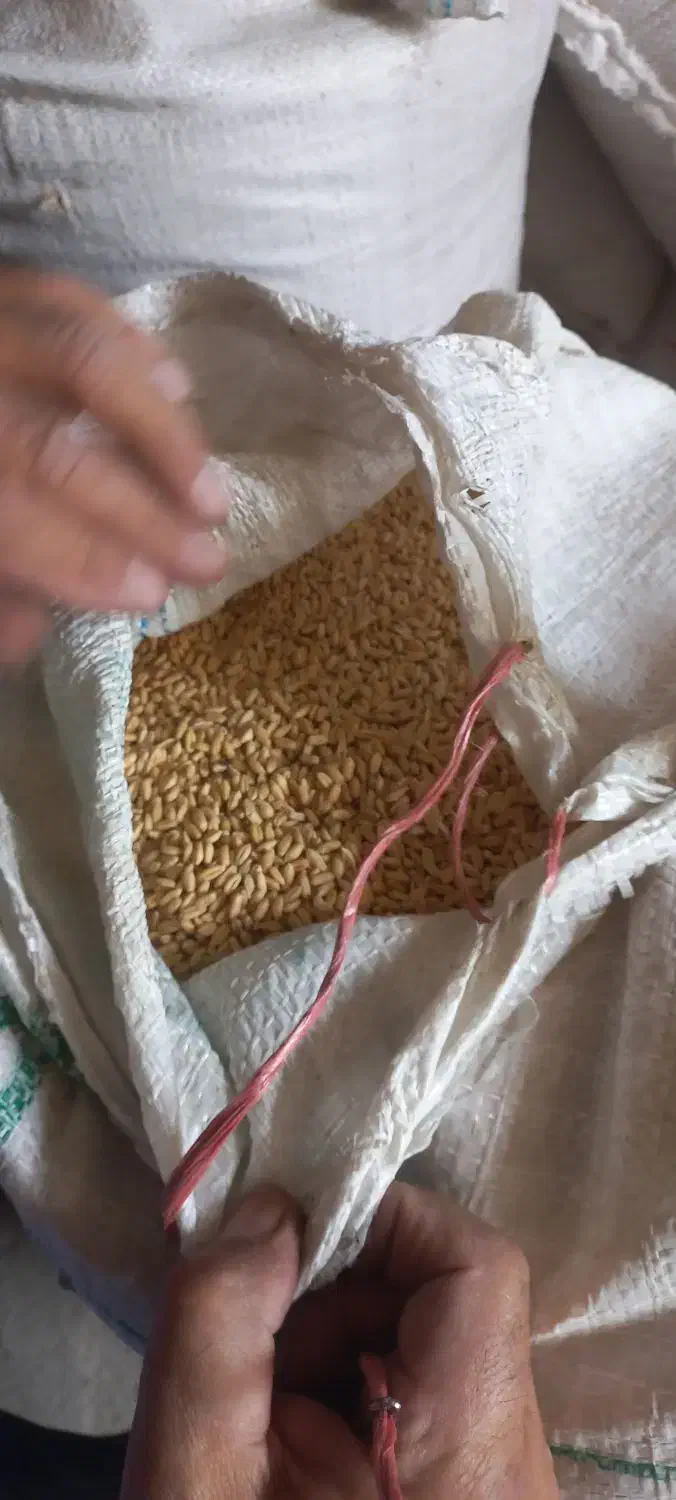 گندم اذر 2 ،تمیز  بذری ، دیم کیلو 31|خدمات باغبانی و درختکاری|شیروان (خراسان), |دیوار