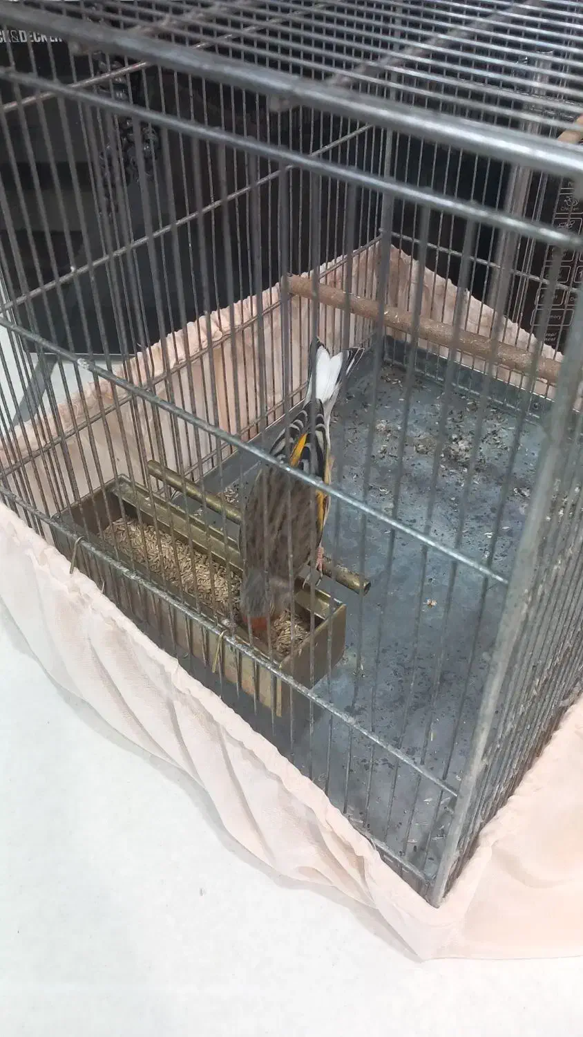 سهره قناری لربخون دهن پاک|پرنده|تهران, افسریه جنوبی|دیوار