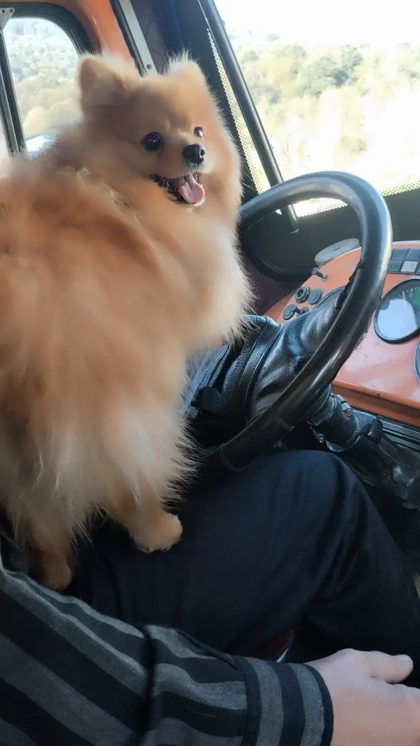 سگ گمشده  پامرانین|حیوانات|قزوین, |دیوار