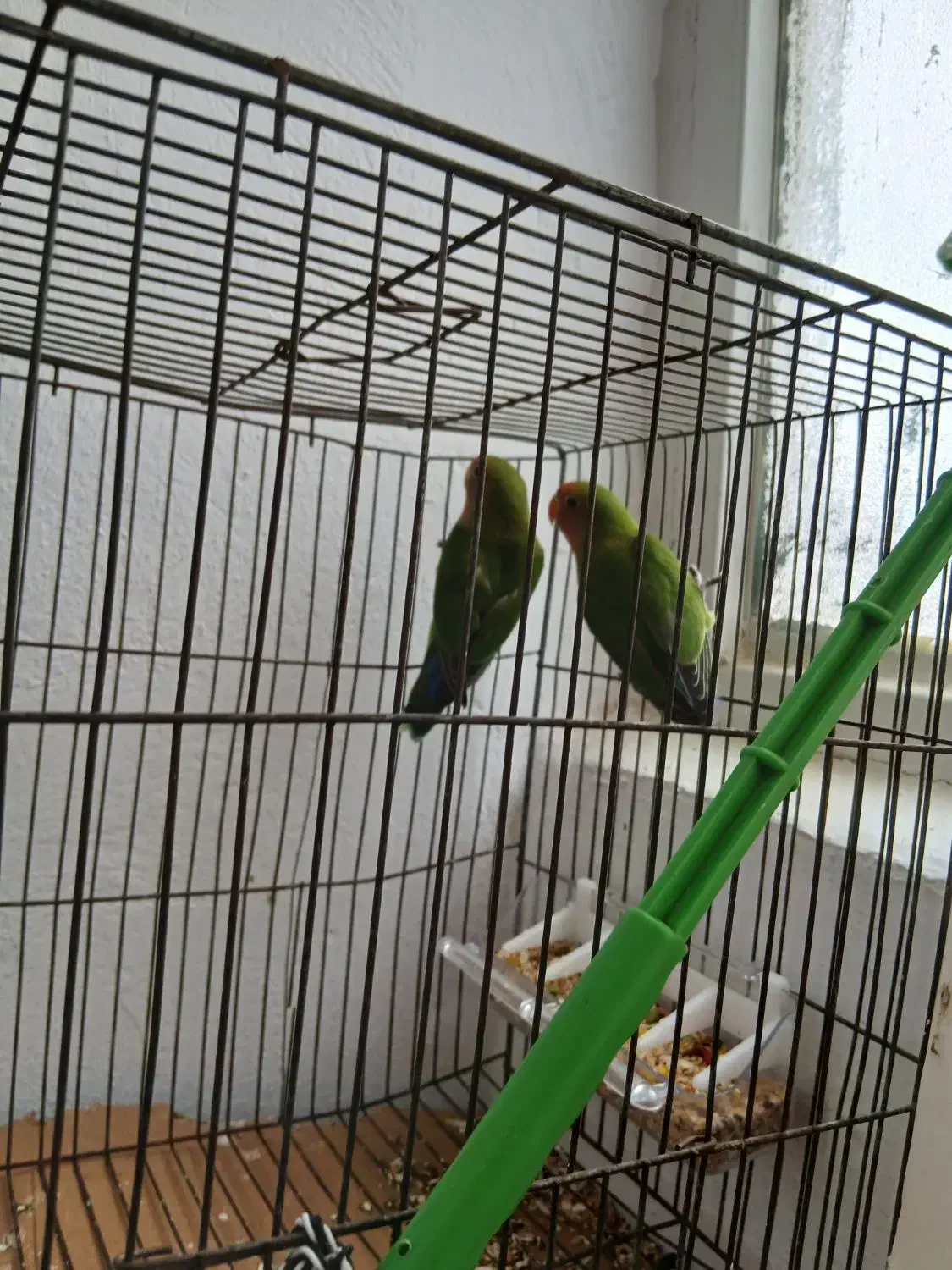 3عدد طوطی|پرنده|سنقر, |دیوار